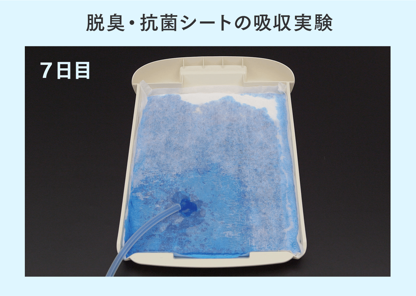 脱臭・抗菌シートの吸収実験（7日目）の様子