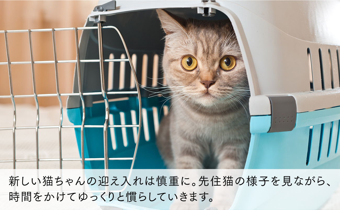 新しい猫ちゃんの迎え入れは慎重に。先住猫の様子を見ながら、時間をかけてゆっくりと慣らしていきます。