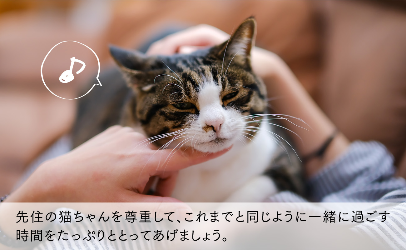 先住の猫ちゃんを尊重して、これまでと同じように一緒に過ごす時間をたっぷりととってあげましょう。