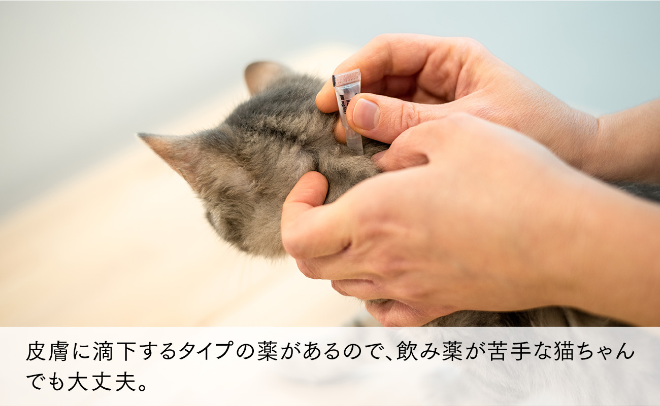 皮膚に滴下するタイプの薬があるので、飲み薬が苦手な猫ちゃんでも大丈夫。