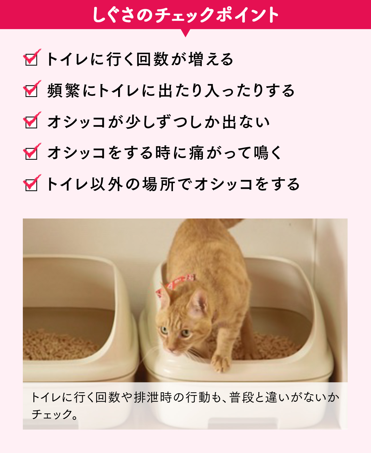 しぐさのチェックポイント：トイレに行く回数が増える、頻繁にトイレに出たり入ったりする、オシッコが少しずつしか出ない、オシッコをするときに痛がって鳴く、トイレ以外の場所でオシッコをする。トイレに行く回数や排泄時の行動も、普段と違いがないかチェック。