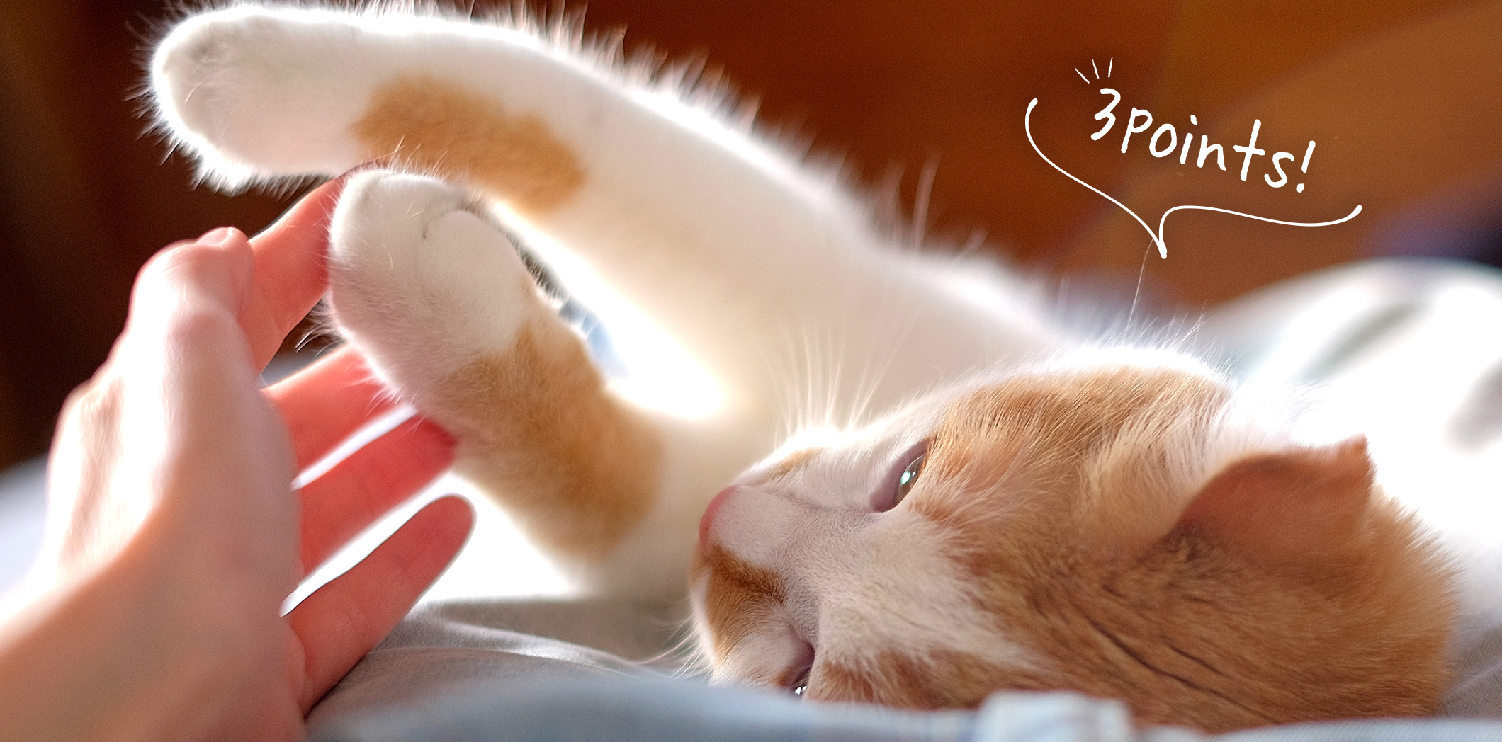 猫 冬は寒さ対策が大事！愛猫の冬の健康を守る３つのポイント｜ニャンとも清潔トイレ｜エステー株式会社
