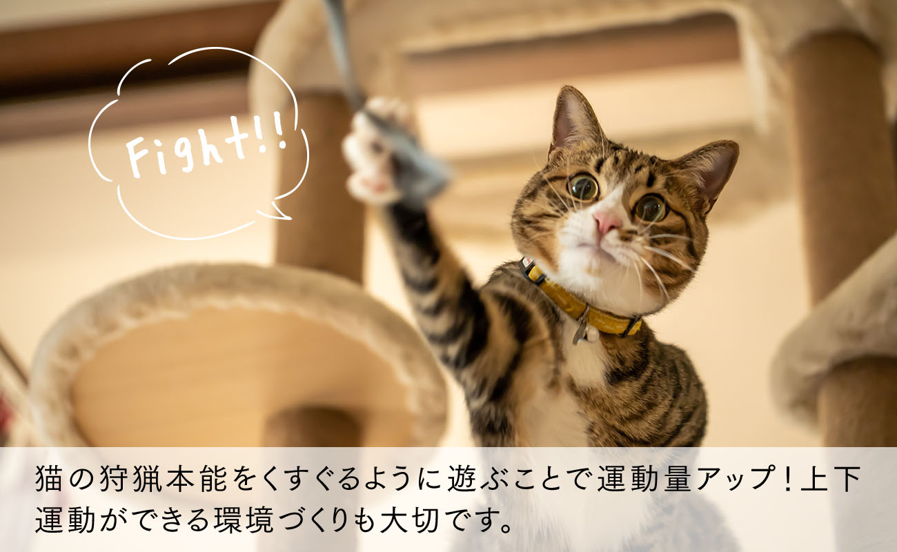 猫の狩猟本能をくすぐるように遊ぶことで運動量アップ！上下運動ができる環境づくりも大切です。