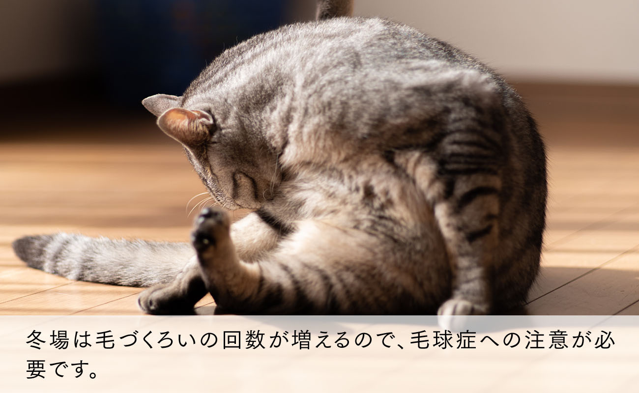 冬場は毛づくろいの回数が増えるので、毛球症への注意が必要です。