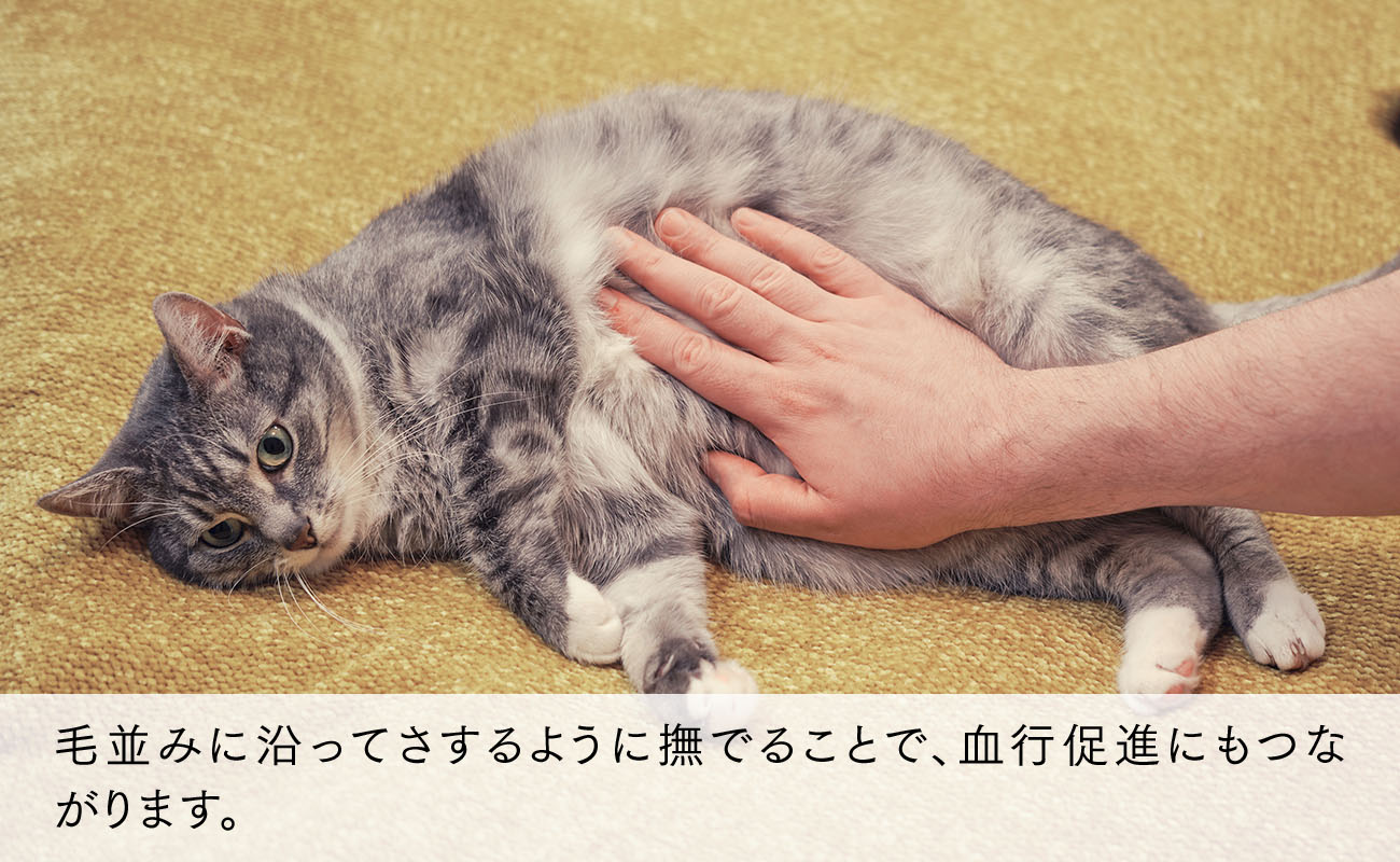毛並みに沿ってさするように撫でることで、血行促進にもつながります。