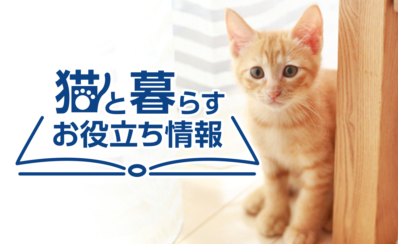 猫と暮らすお役立ち情報