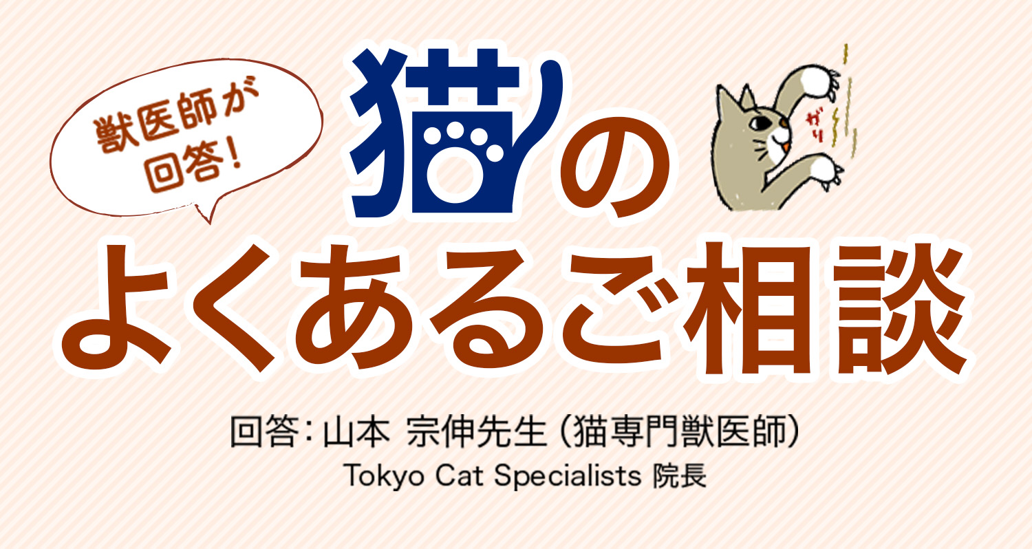 獣医師が回答!猫のよくあるご相談/回答:山本宗伸先生(猫専門獣医師)Tokyo Cat Specialists 院長