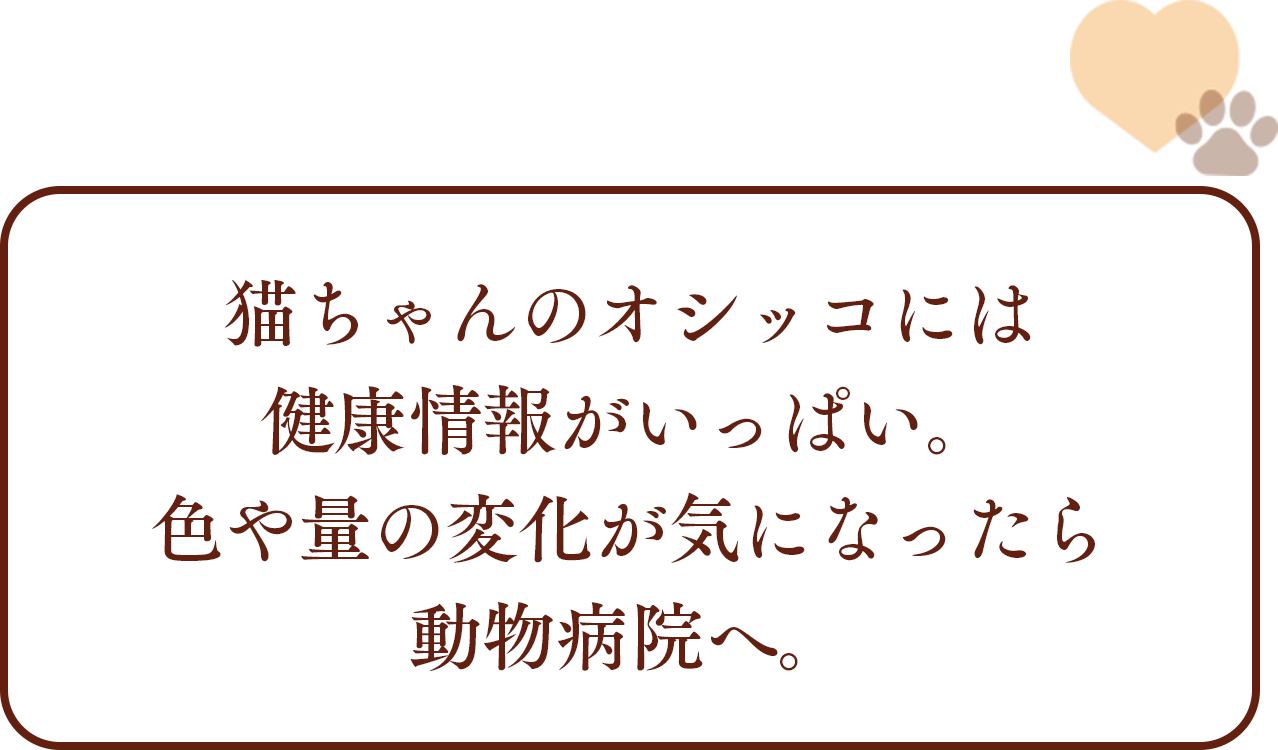 猫ちゃんのオシッコには健康情報がいっぱい。色や量の変化が気になったら動物病院へ。