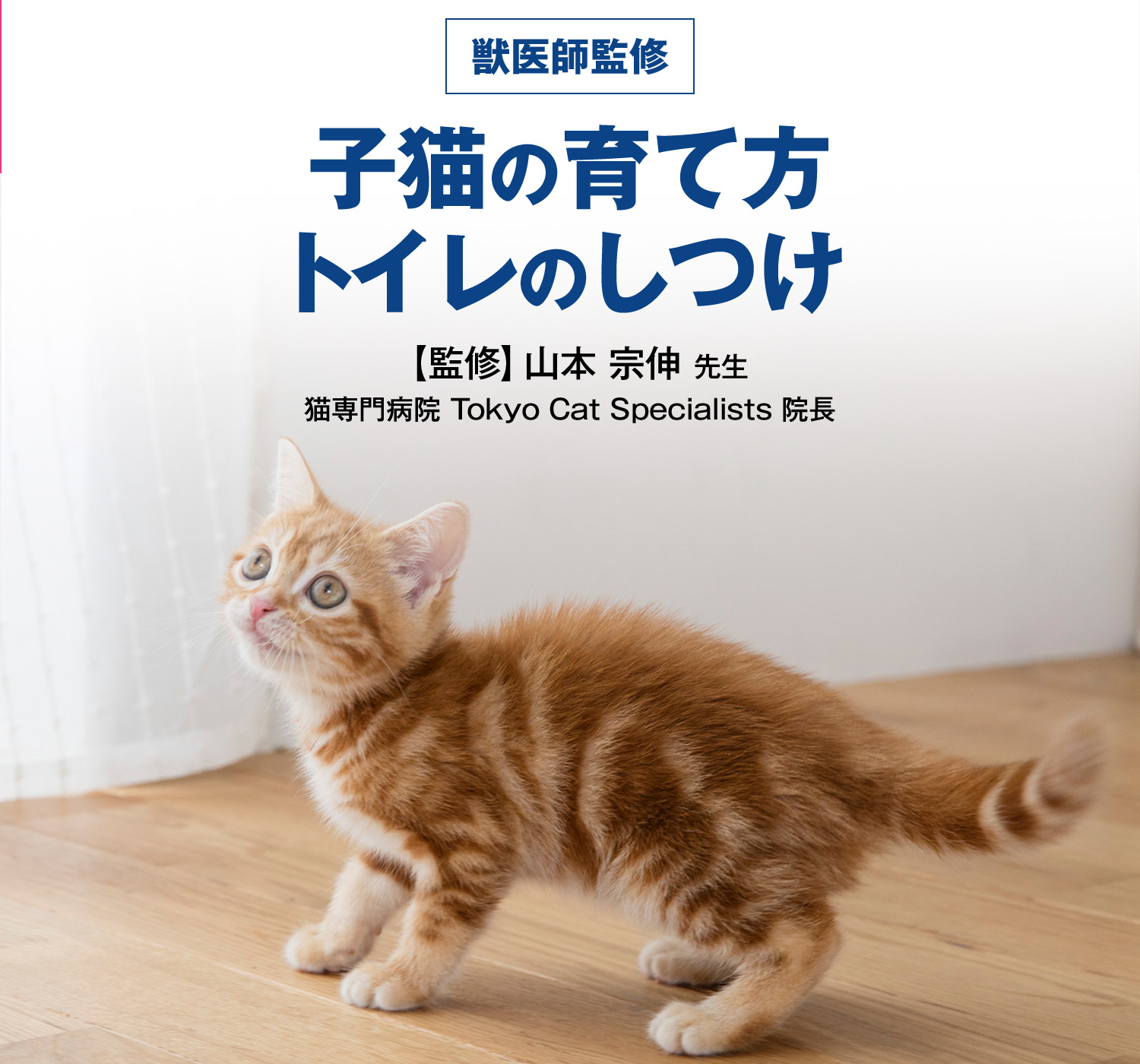 子猫の育て方【トイレのしつけ】監修 猫専門病院 Tokyo Cat Specialists 院長 山本 宗伸先生