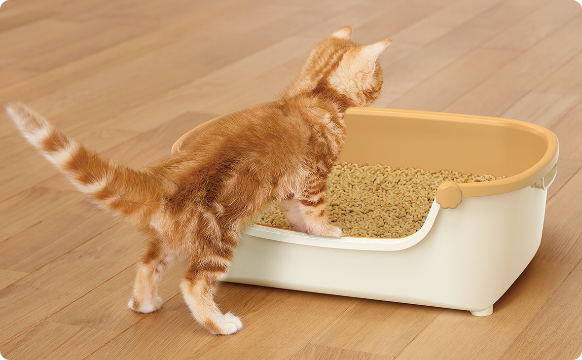 子ねこが「すいすいコンパクト」に入る様子