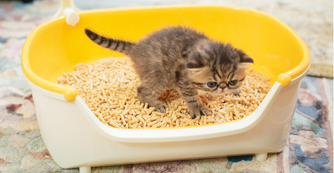 子猫の育て方［トイレのしつけ］獣医師監修｜ニャンとも清潔トイレ猫用