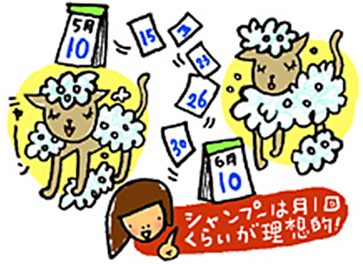 猫のシャンプーは月1回くらいが理想的