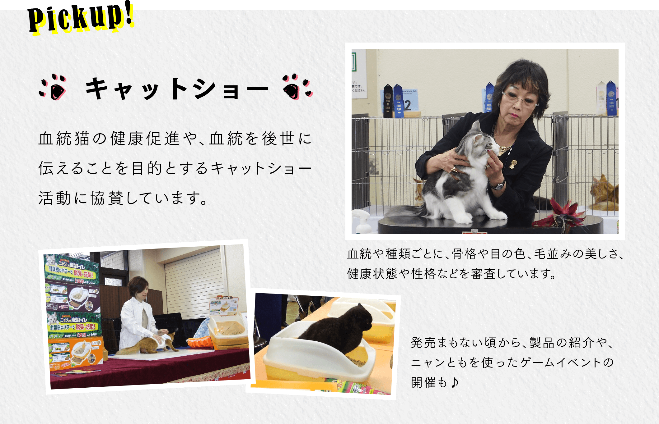 Pickup！  血統猫の健康促進や、血統を後世に伝えることを目的とするキャットショー活動への協賛