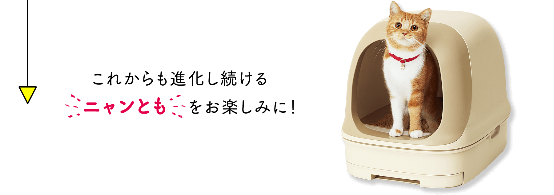 これからも進化し続けるニャンともをお楽しみに！