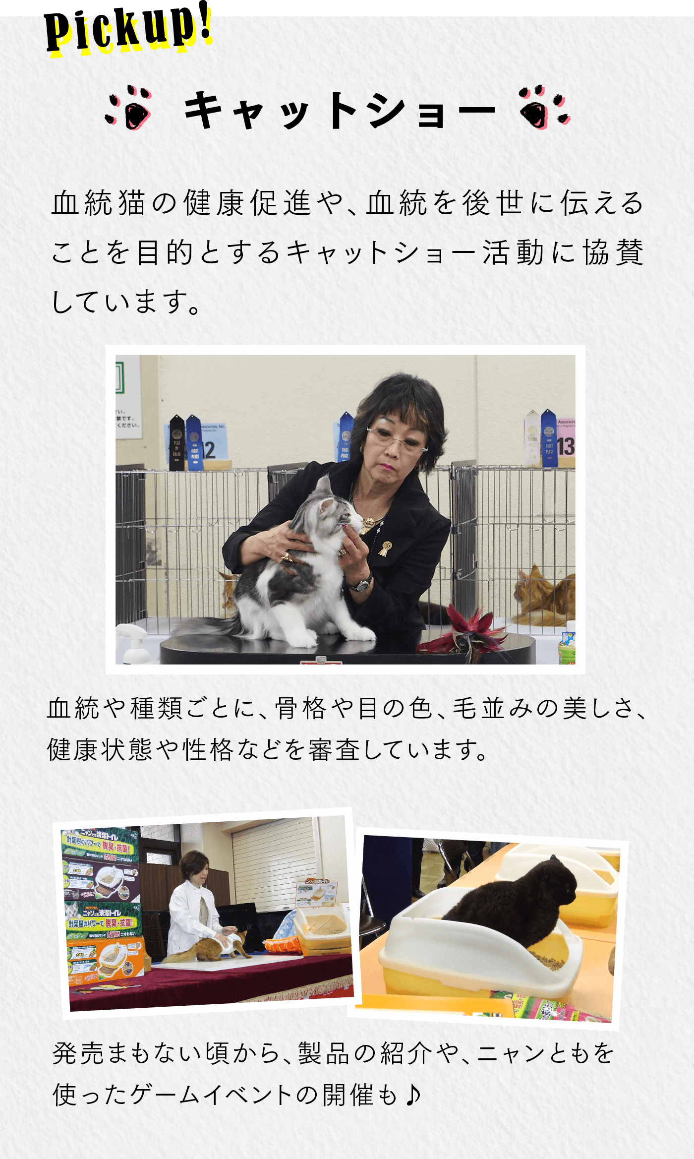 Pickup！  血統猫の健康促進や、血統を後世に伝えることを目的とするキャットショー活動への協賛