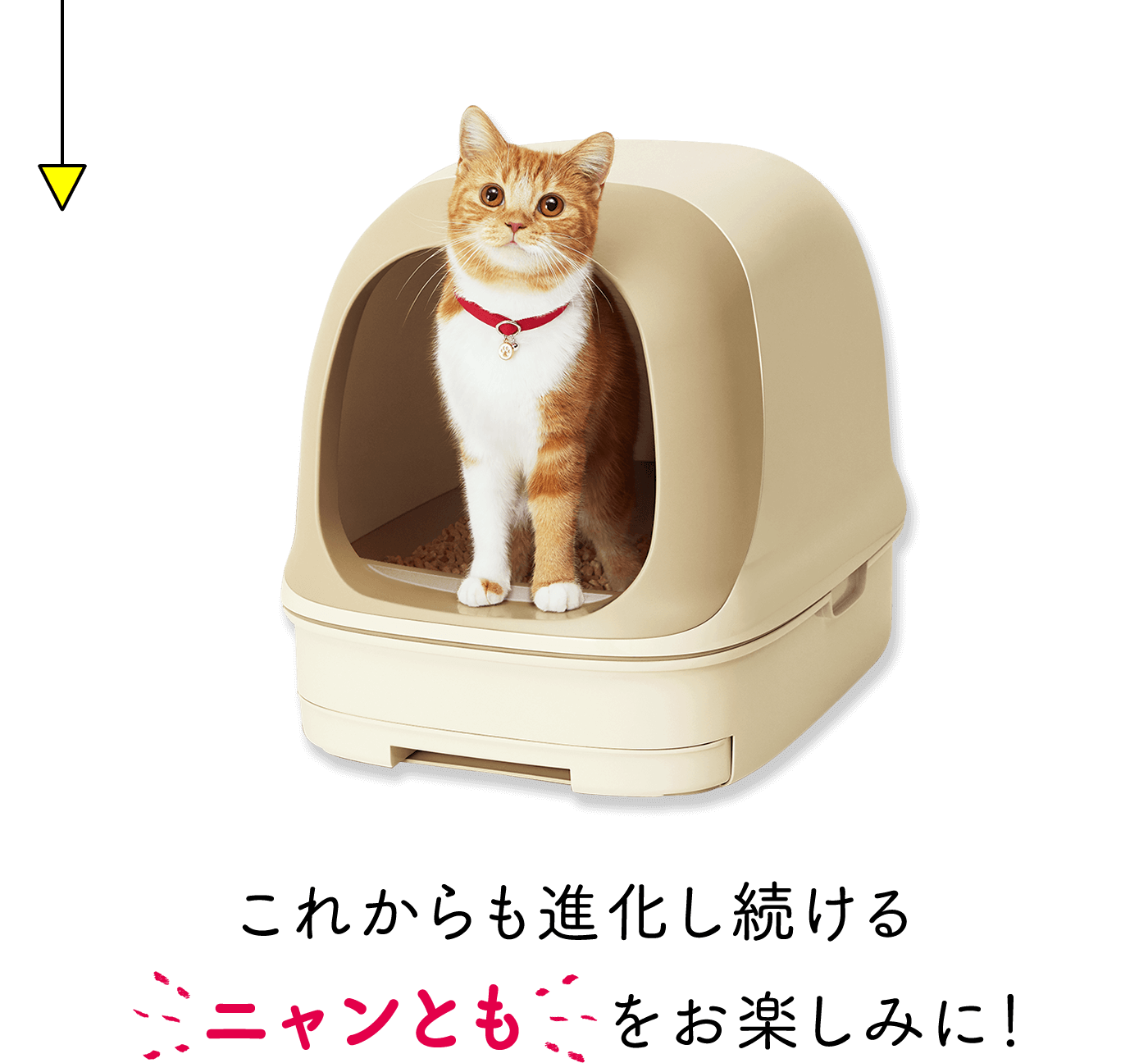 これからも進化し続けるニャンともをお楽しみに！