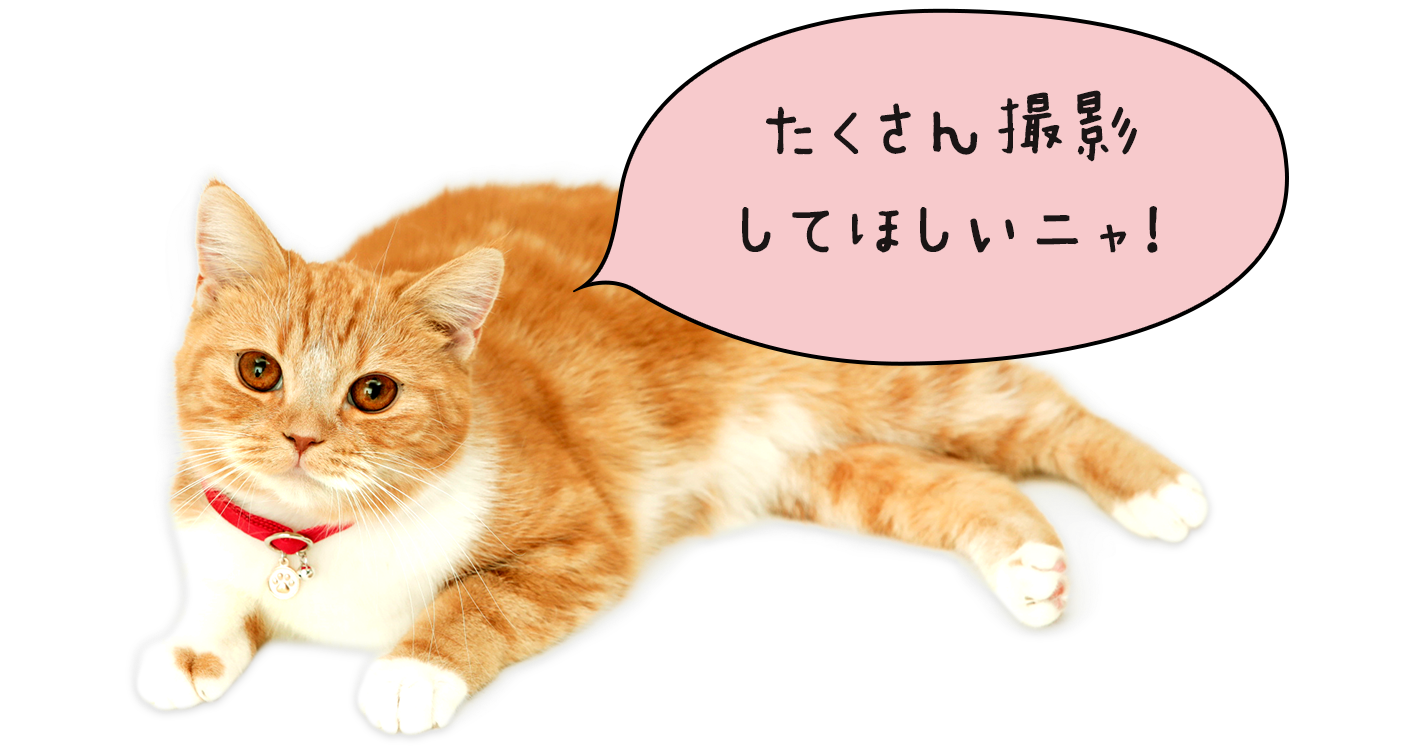 たくさん撮影してほしいニャ！