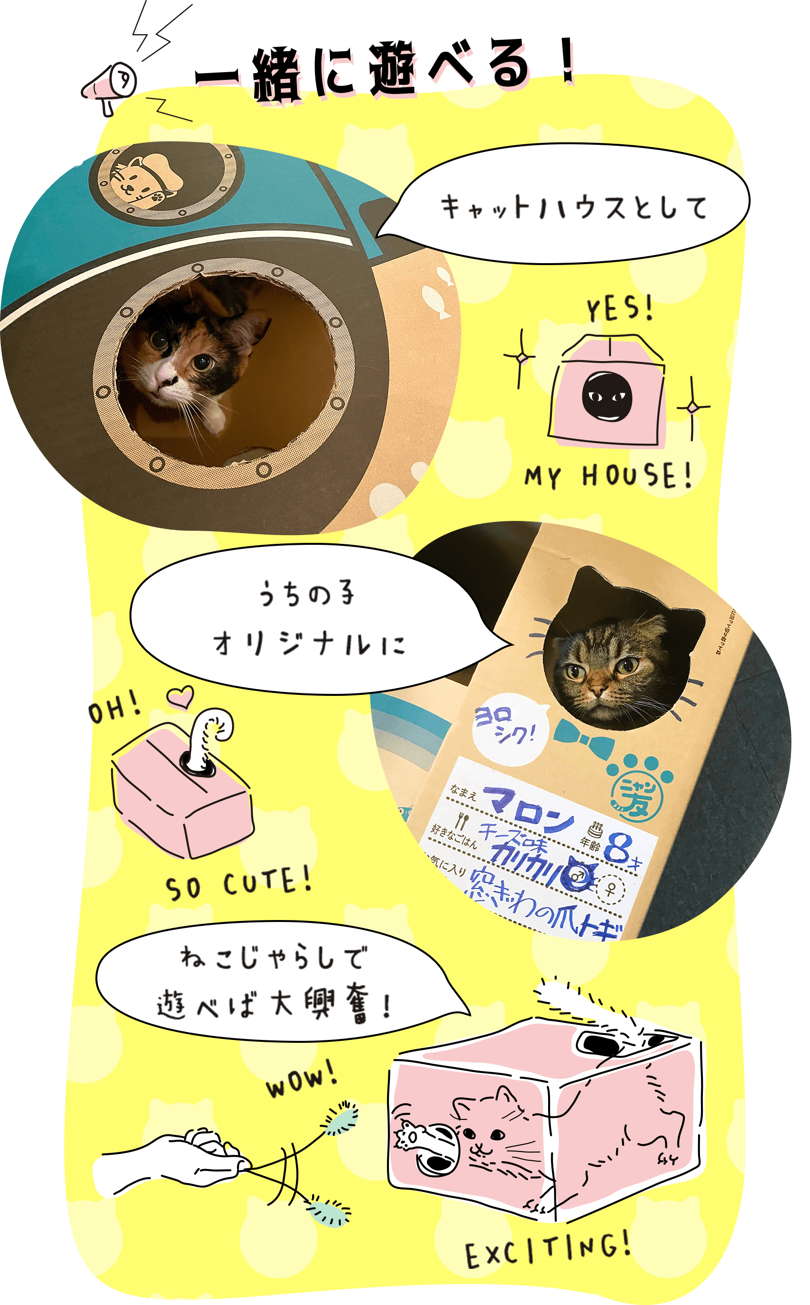 キャットハウスにしたり、箱に名前などを書くとうちの子オリジナルに。猫じゃらしで一緒に遊べば、猫ちゃんは大興奮！