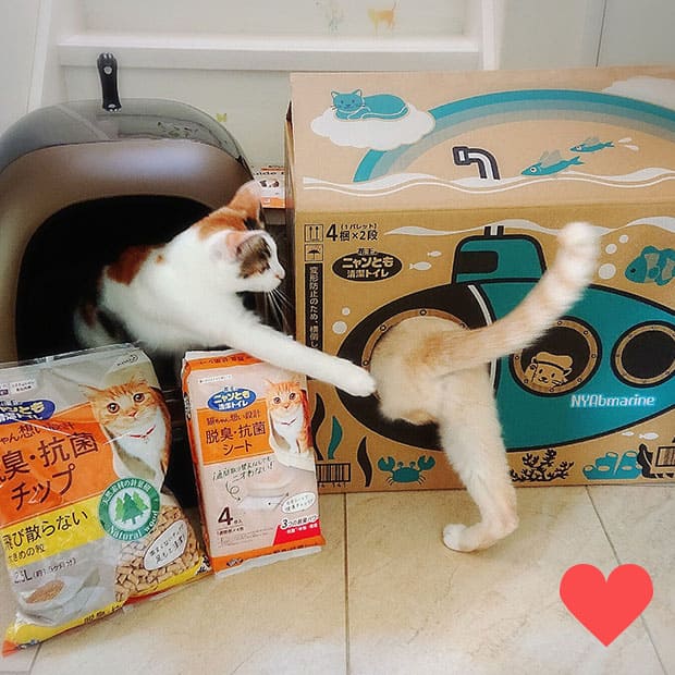 Goma さんの愛猫がニャンともの外箱で遊んでいる投稿写真