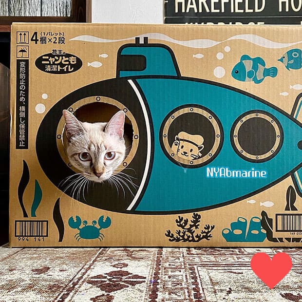 capel さんの愛猫がニャンともの外箱で遊んでいる投稿写真