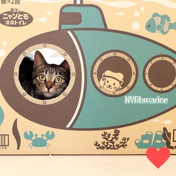 quatresaisons-hiroさんの愛猫がニャンともの外箱で遊んでいる投稿写真