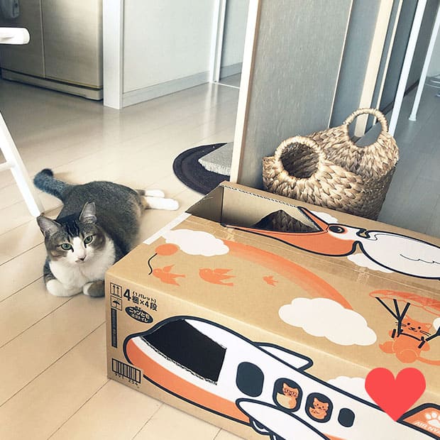 nekomi さんの愛猫がニャンともの外箱で遊んでいる投稿写真