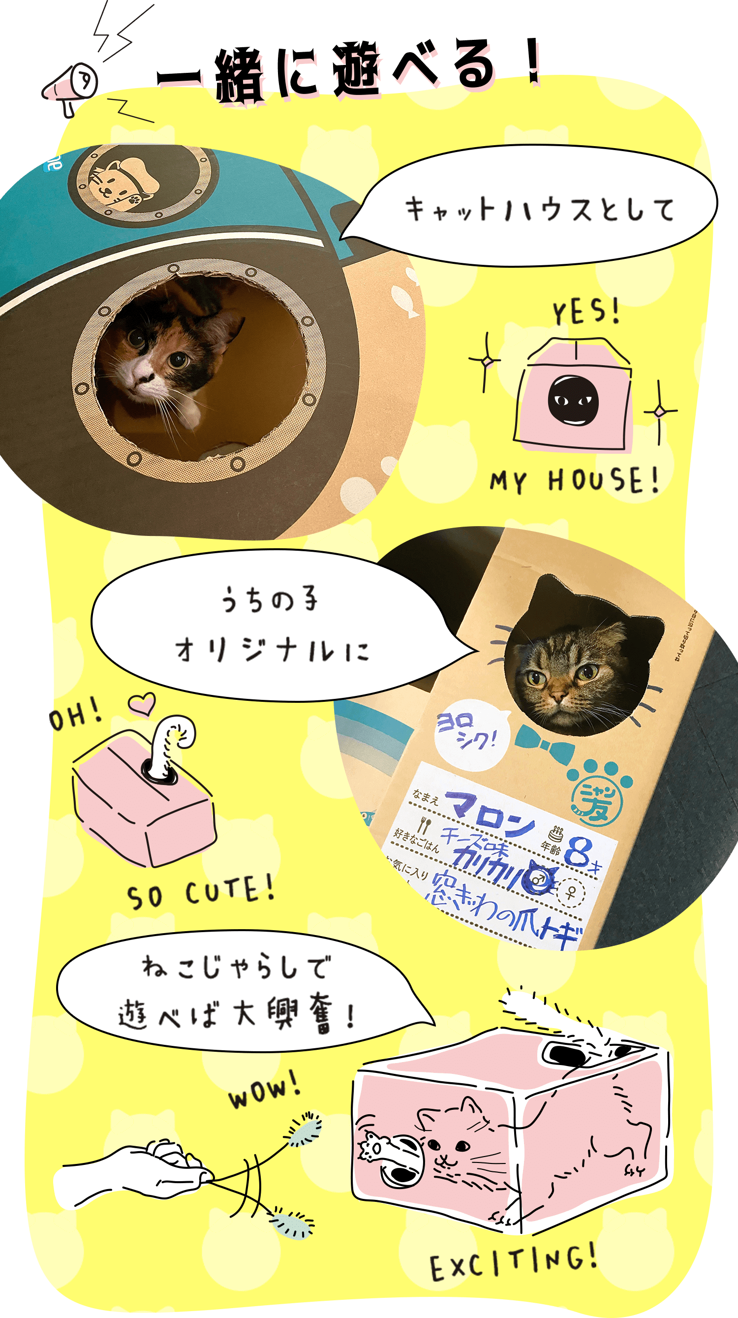 キャットハウスにしたり、箱に名前などを書くとうちの子オリジナルに。猫じゃらしで一緒に遊べば、猫ちゃんは大興奮！