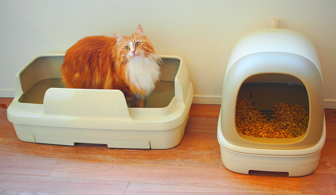 山本先生の愛猫ホタテちゃん（ノルウェージャン）が「のびのびリラックス（トイレ）」を使っている様子