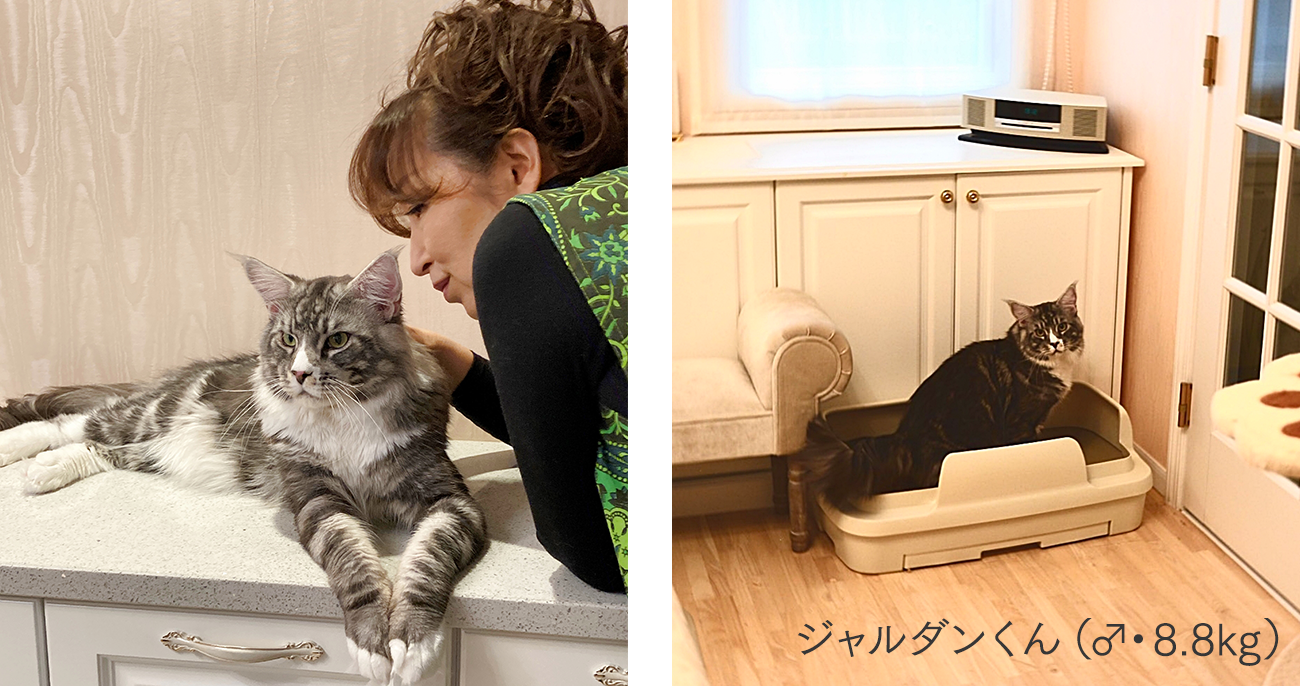 高橋さん宅で愛猫のジャルダンくん 8.8kgがのびのびリラックス（トイレ）を使っている様子