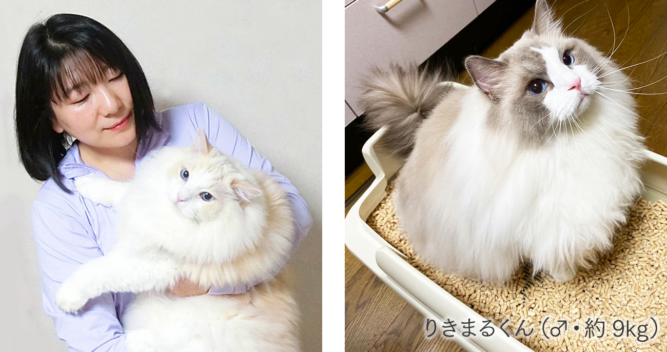 貝塚さん宅で愛猫りきまるくん約9kgがのびのびリラックス（トイレ）を使っている様子