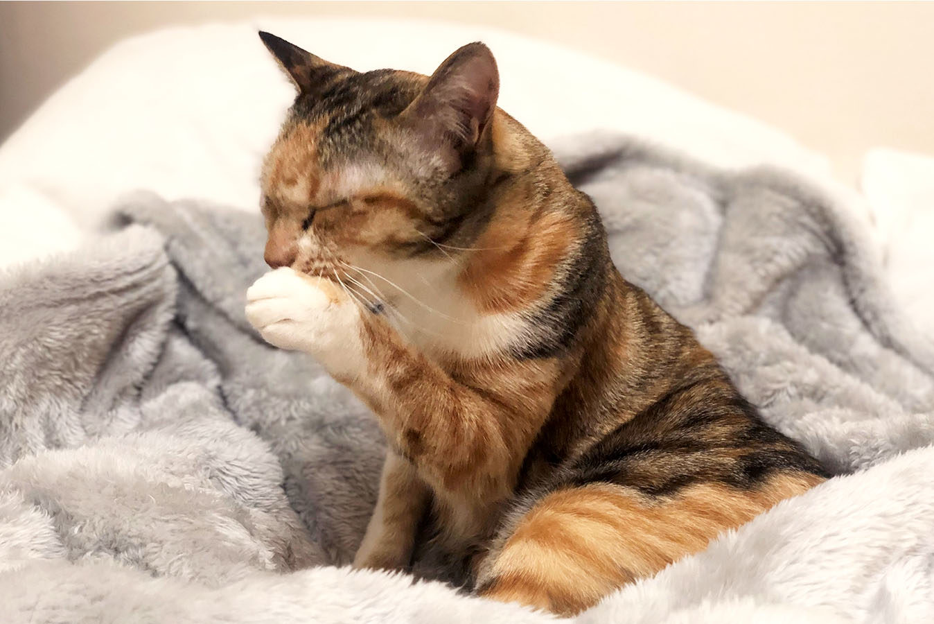 本間先生の愛猫タムタムちゃんが毛づくろいしている写真