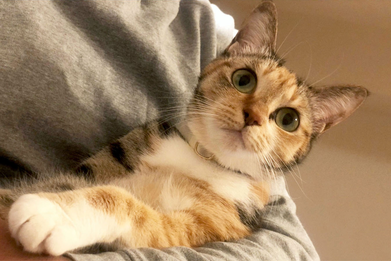 タムタムちゃんが抱っこされている写真