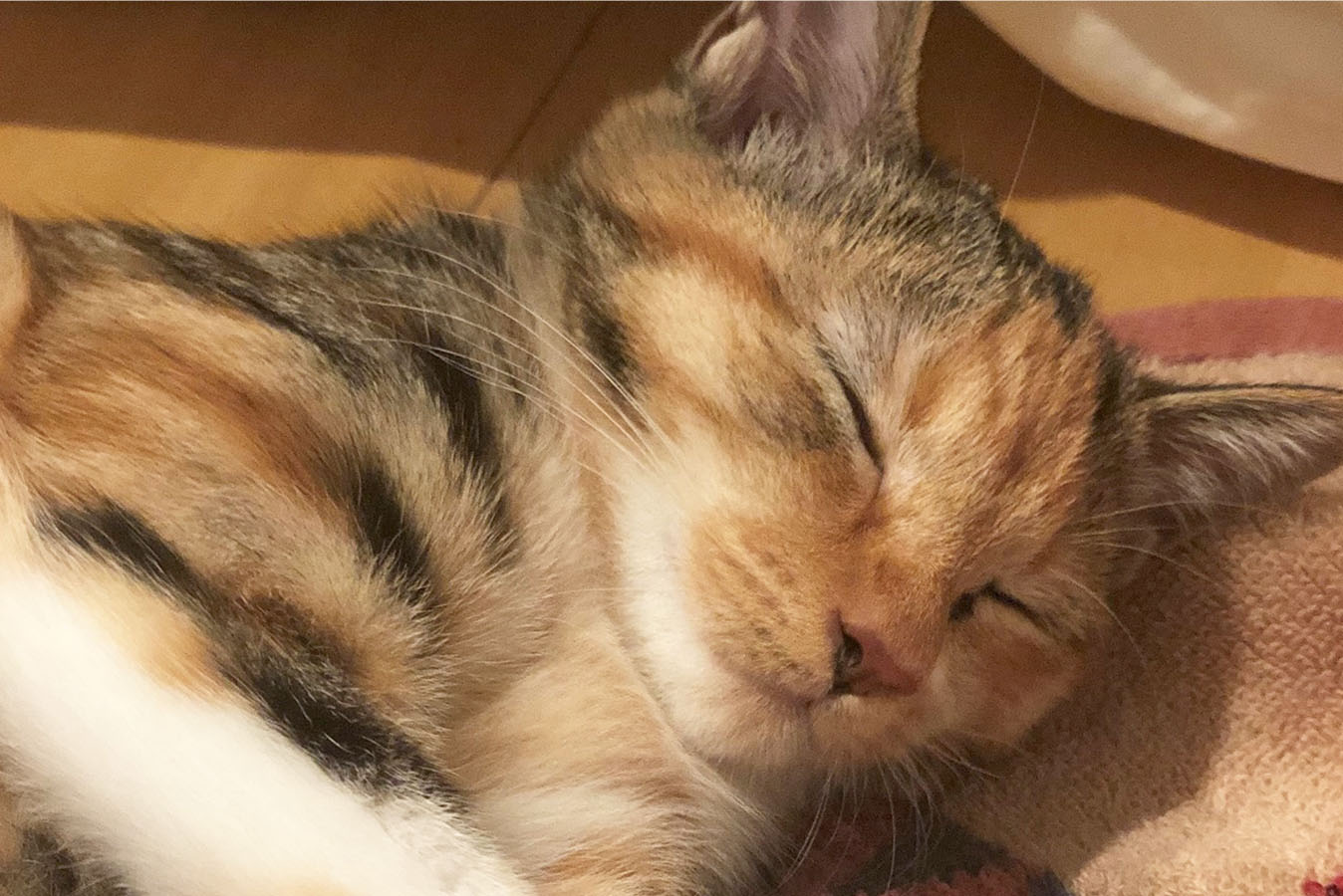 タムタムちゃんが眠っている写真