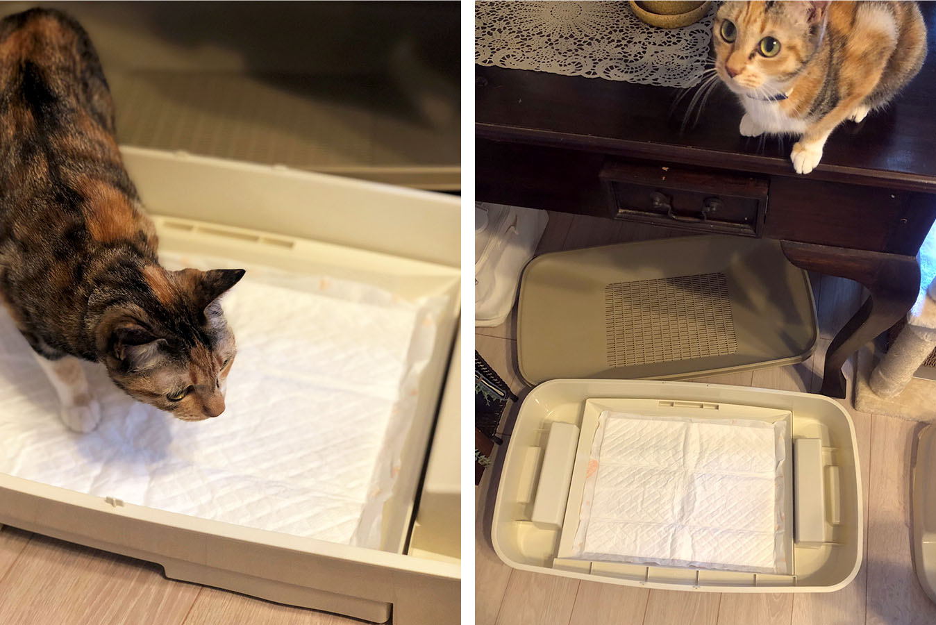 タムタムちゃんがトイレ掃除を邪魔している様子