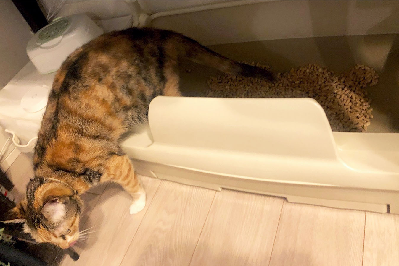 タムタムちゃんがトイレから出る様子