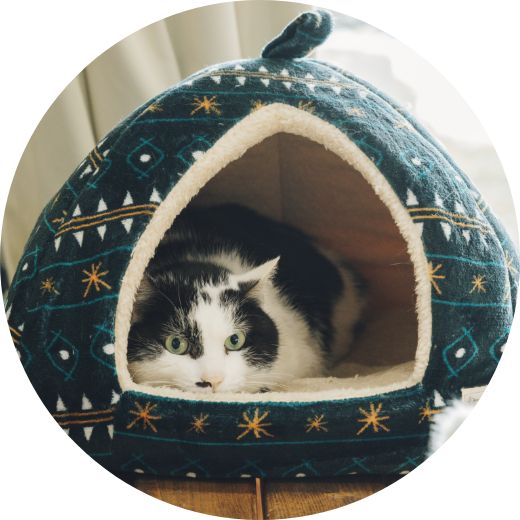 写真：愛猫のしらたまちゃん