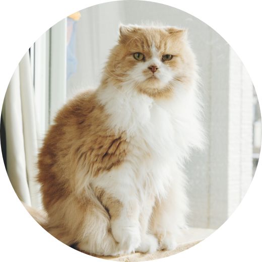 写真：愛猫のもこちゃん