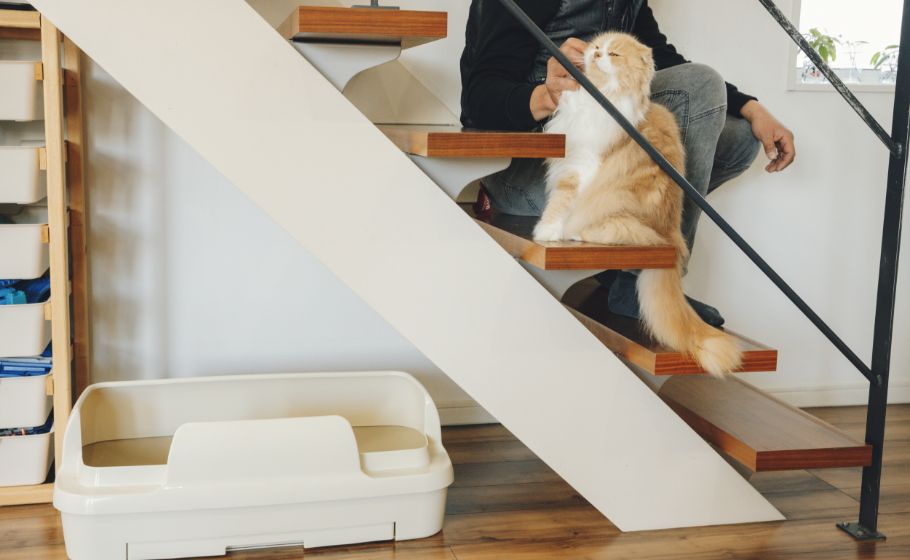 写真：階段下に「ニャンとも清潔トイレ のびのびリラックス」を置いている様子