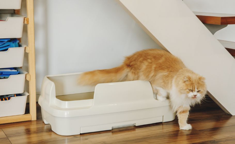 ニオわないのがうれしい！猫ちゃんとの暮らしを快適に｜ニャンともの