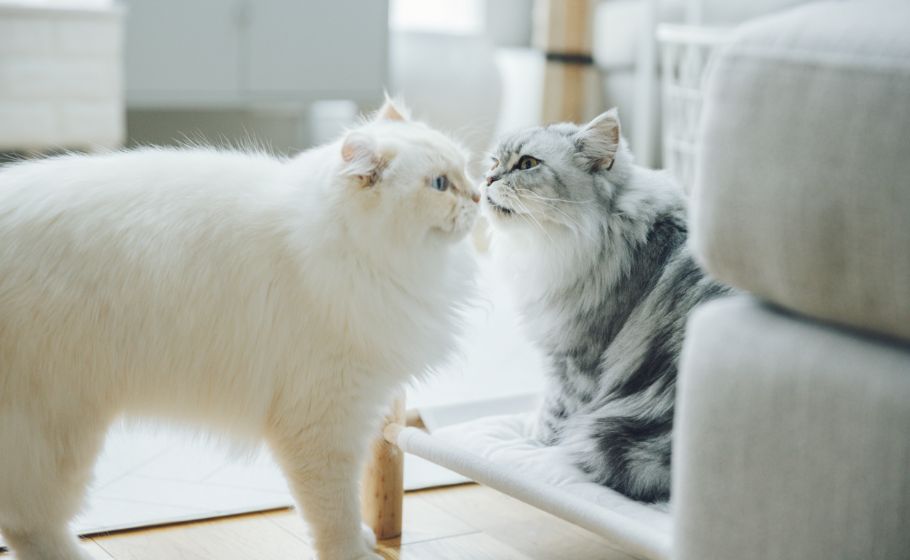 写真：愛猫のおこめちゃんとこゆきちゃん