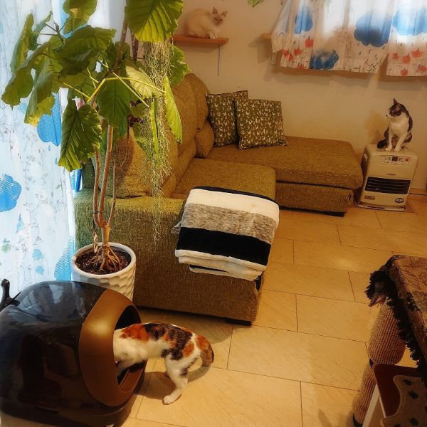 Gomaさん宅のニャンとも清潔トイレを置いているお部屋の写真