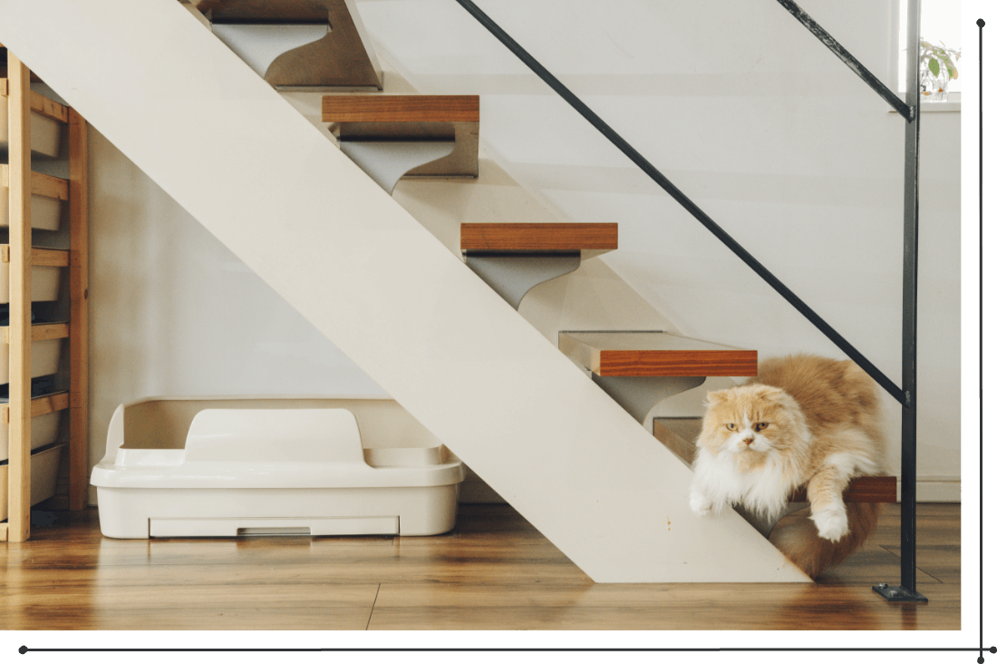 shiratamaさんファミリー宅でニャンとも清潔トイレ「のびのびリラックス」を置いている様子