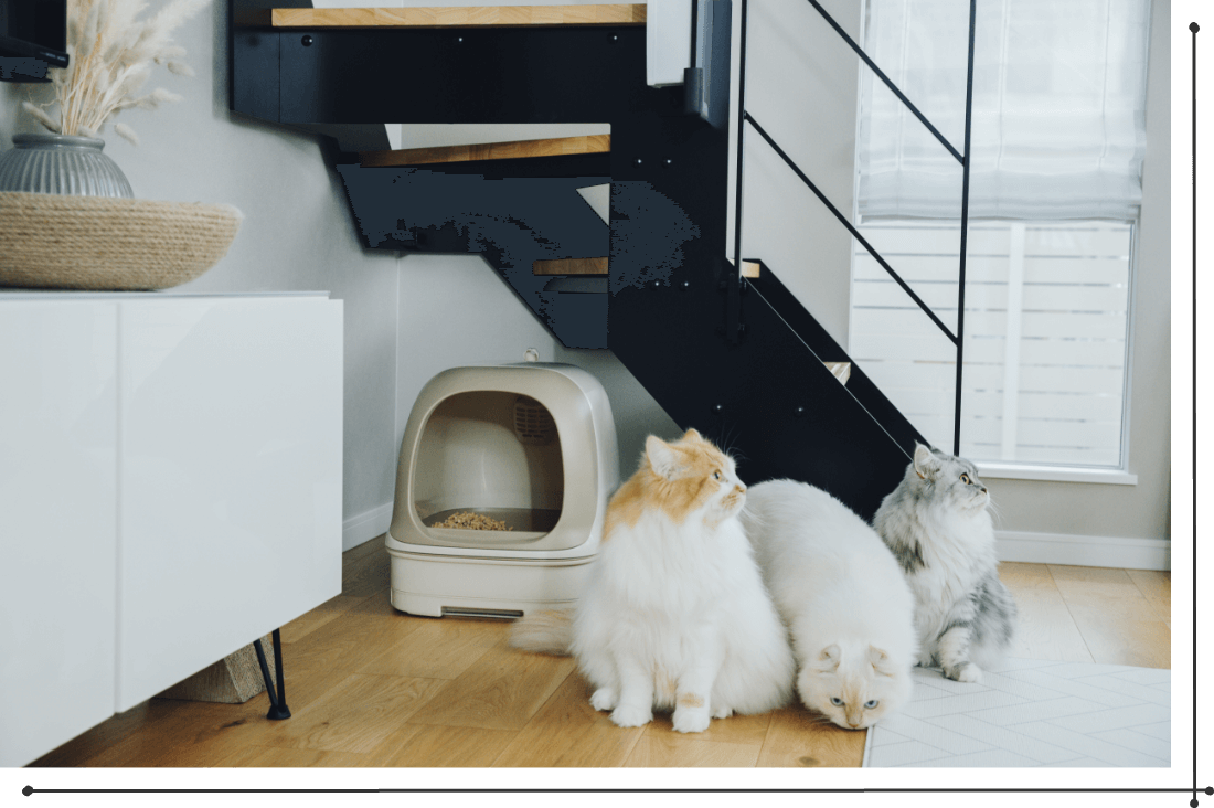 Kaniさんファミリー宅でニャンとも清潔トイレ「ドームタイプ」を置いている様子