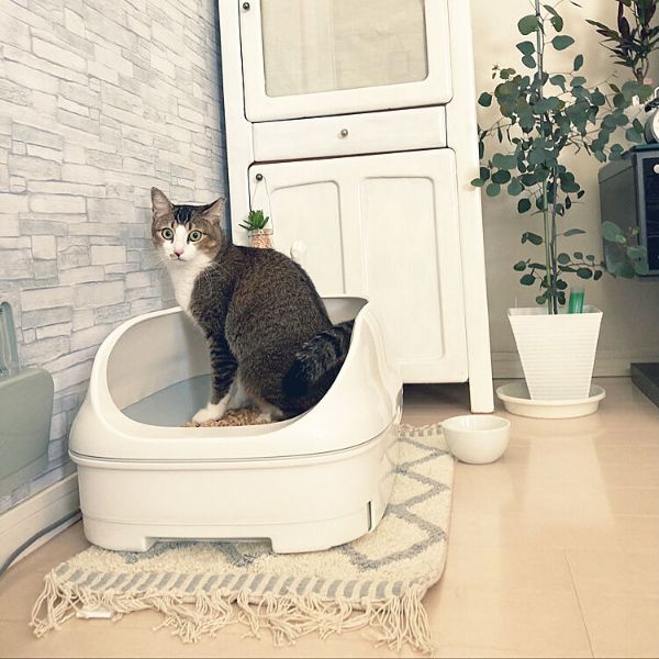 nekomiさん宅のニャンとも清潔トイレを置いているお部屋の写真