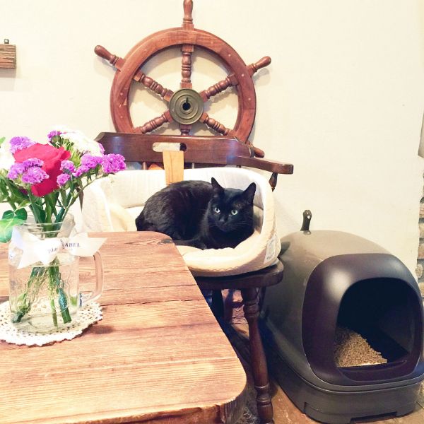 rosemaryさん宅のニャンとも清潔トイレを置いているお部屋の写真