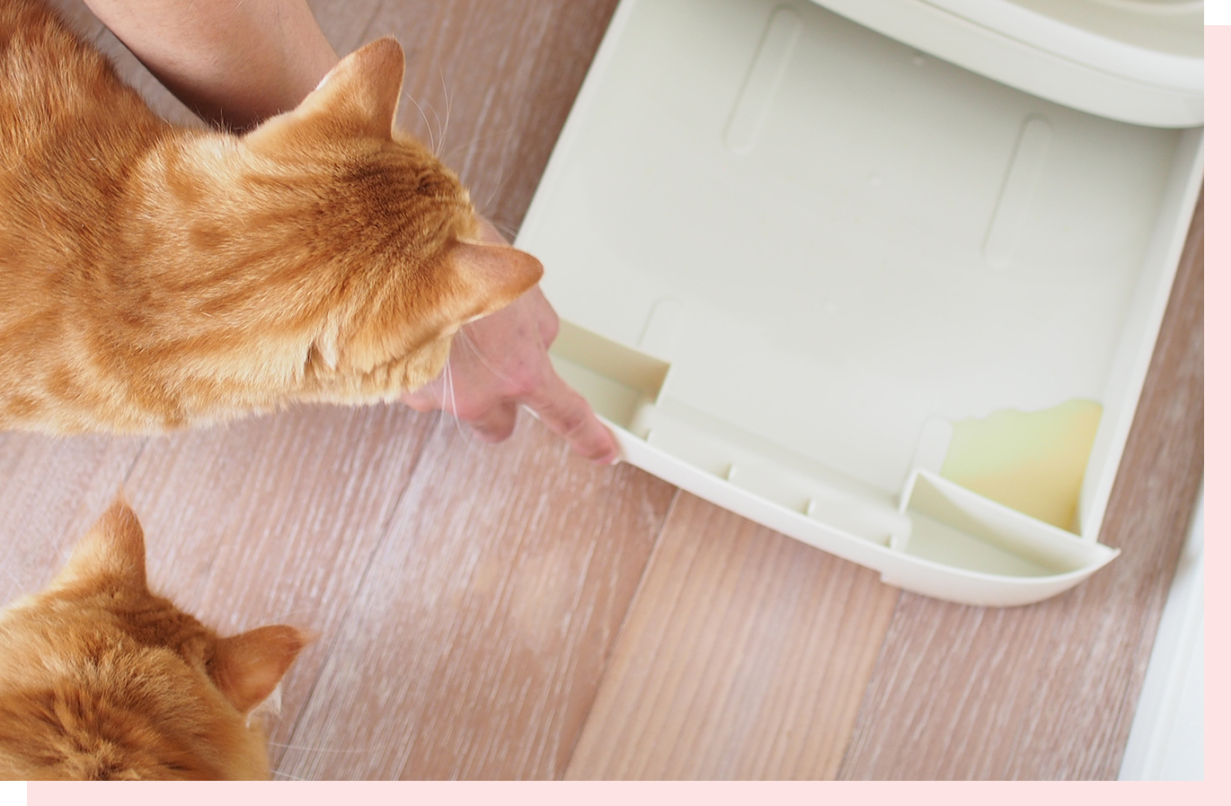 ニャンとも清潔トイレでおしっこチェックをしている様子