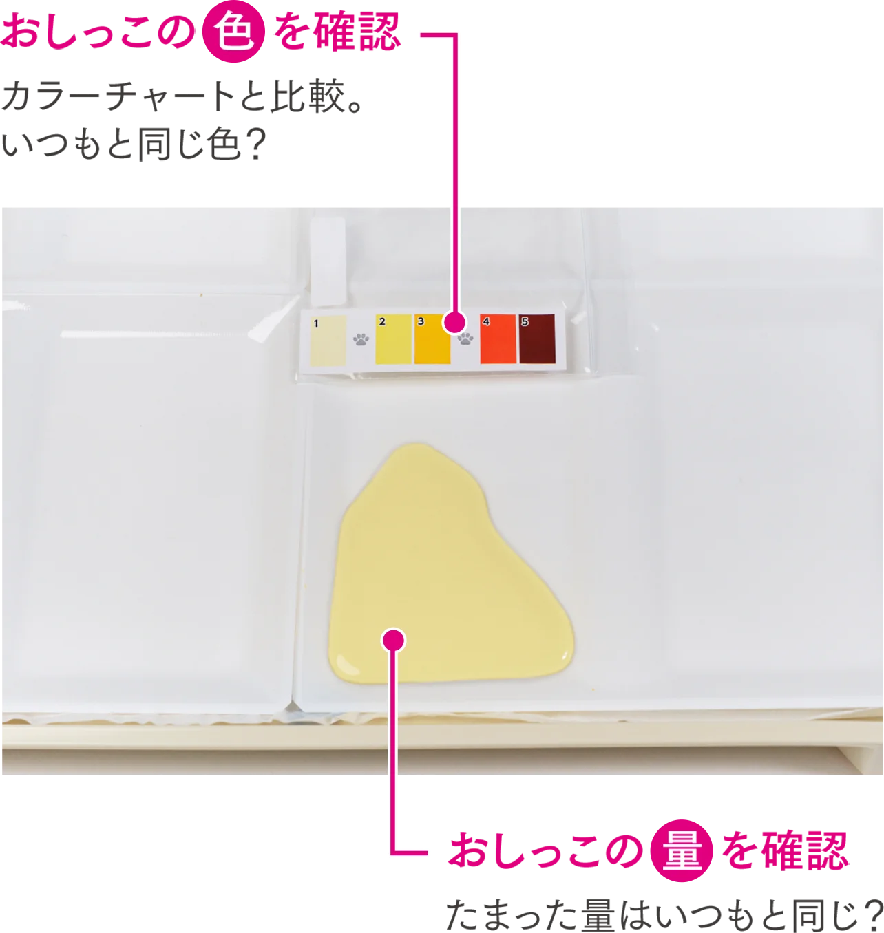 おしっこの色を確認：カラーチャートと比較。いつもと同じ色？、おしっこの量を確認：たまった量はいつもと同じ？