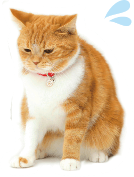 おしっこチェックキット|ニャンとも清潔トイレ 猫用システム おしっこチェックキット|ニャンとも清潔トイレ 猫用システム