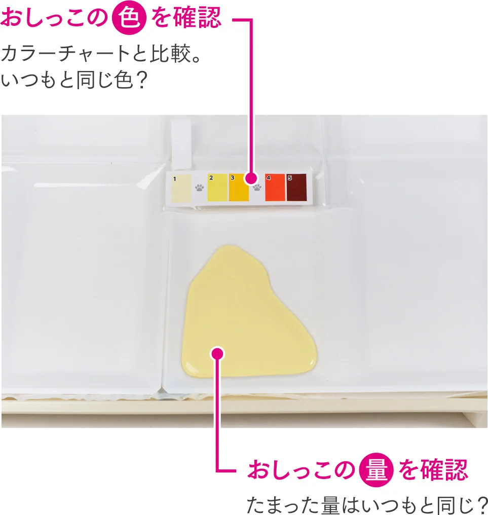 おしっこの色を確認：カラーチャートと比較。いつもと同じ色？、おしっこの量を確認：たまった量はいつもと同じ？