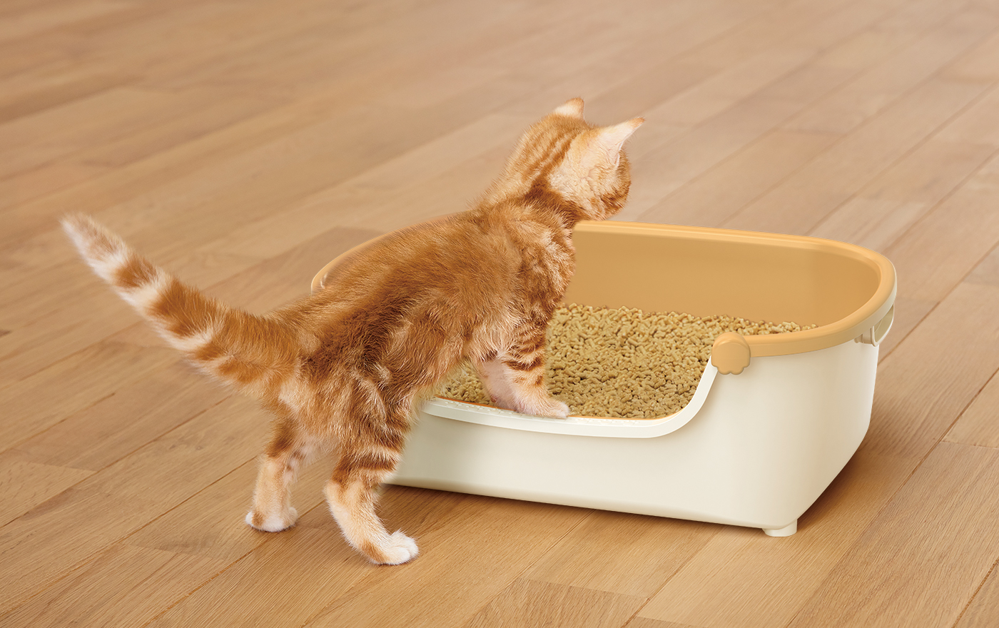 子猫がすいすいコンパクトに入ろうとしている様子